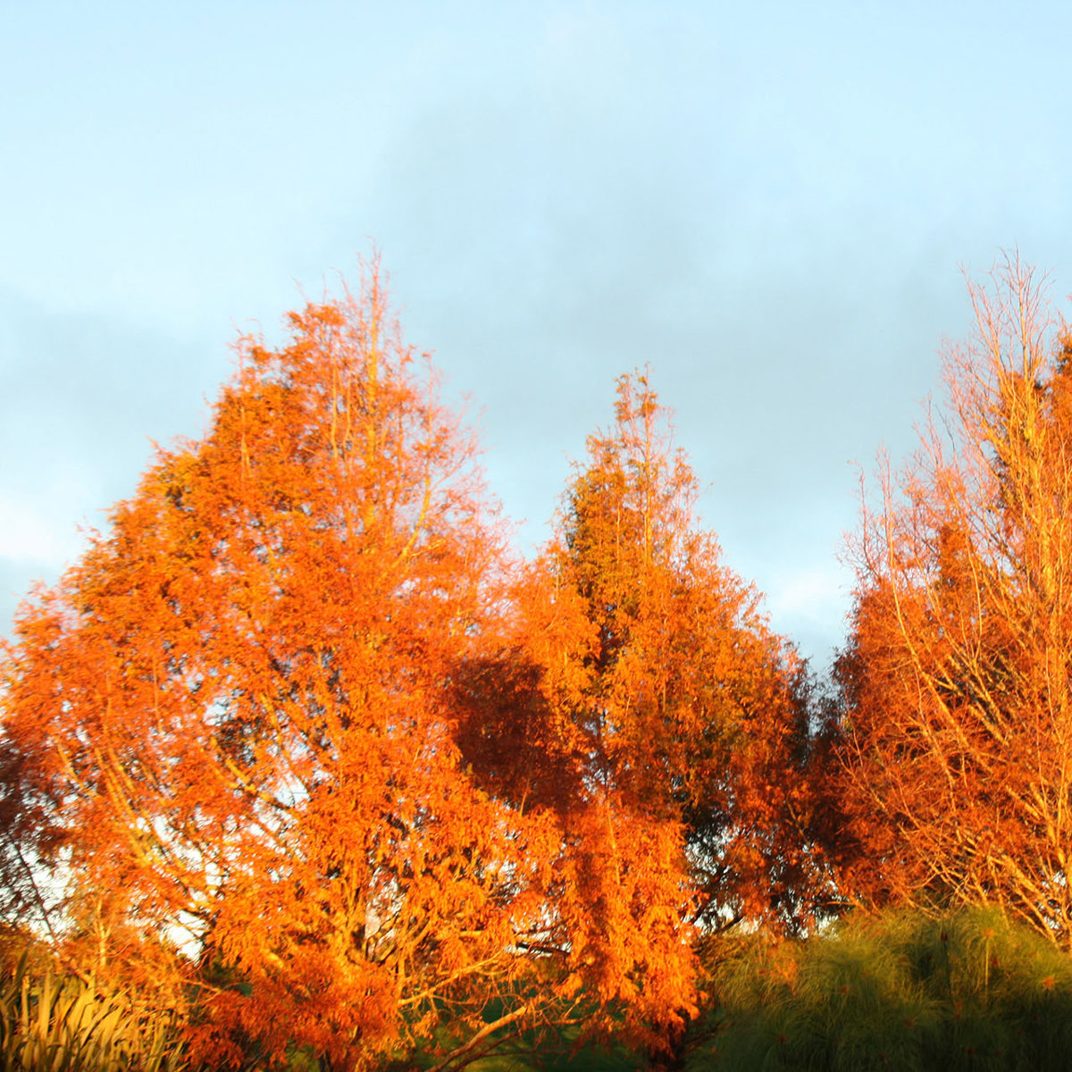 Conifers